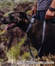 WOLFGANG ウルフギャング 犬用 首輪 SunsetPalms Martingale Lサイズ 中型犬用 大型犬用 サンセットパームス マーチンゲール ハーフチョーク WM-503-86(BL-L)