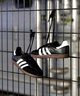 adidas skateboarding アディダス スケートボーディング スニーカー メンズ レディース スケシュー SAMBA ADV サンバ IE3100 421251909(BLK/WHT-23.0cm)