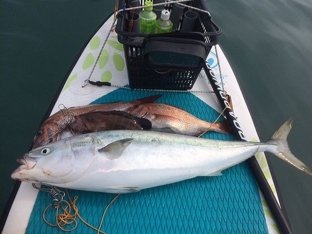 FishingLoot46 - SHOP NEWS | ムラサキスポーツオンラインストア 通販