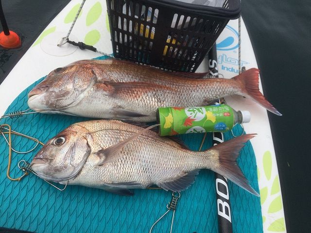 FishingLoot50 - SHOP NEWS | ムラサキスポーツオンラインストア 通販