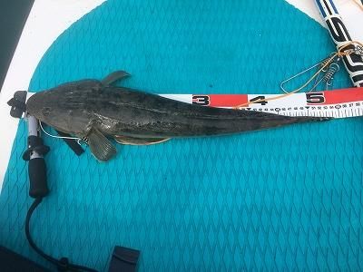 FishingLoot77 - SHOP NEWS | ムラサキスポーツオンラインストア 通販